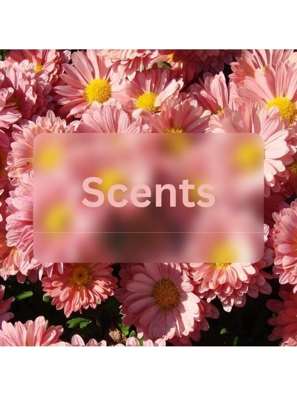Scented minis samples luxury gifting
